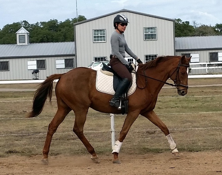 Suzanne Warmack bel canto farms riding chestnut horse