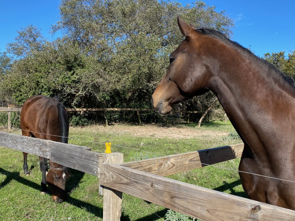 two brown horses in individual paddocks at bel canto farms