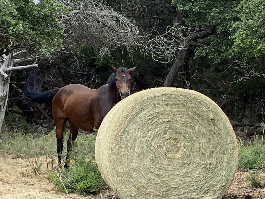 brown horse eating round bale of hay at bel canto farms