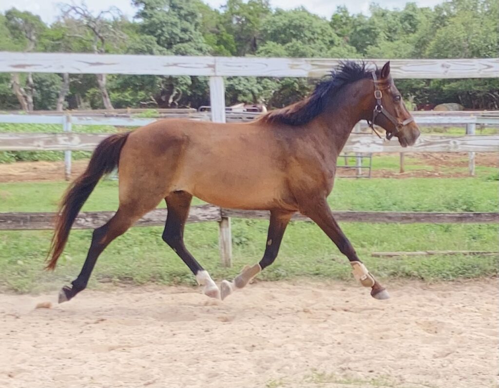 Horse in round pen