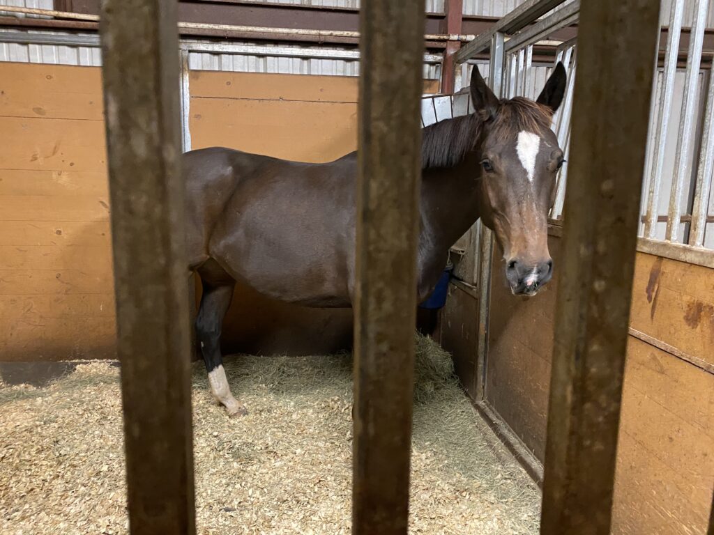 brown horse inside stall at bel canto farms
