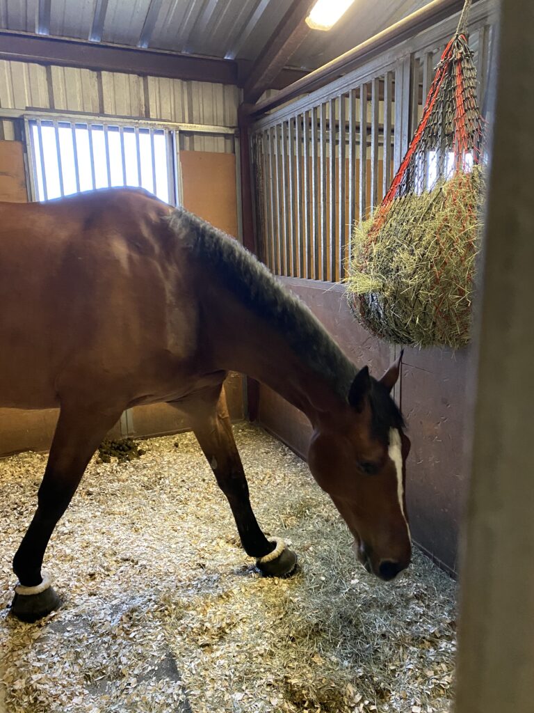 brown horse inside stall with hay