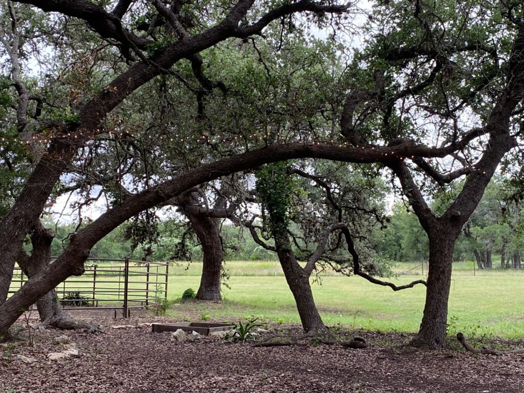Trees in paddocks for horses at Bel Canto Farms